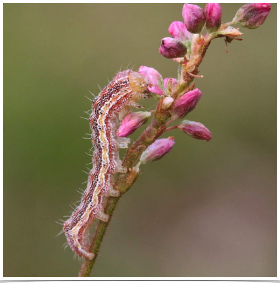 Tobacco Budworm on Smartweed
Heliothis virescens
Perry County, Alabama